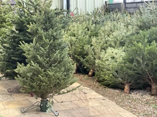 Christmas Trees at Newquay Garden Centre