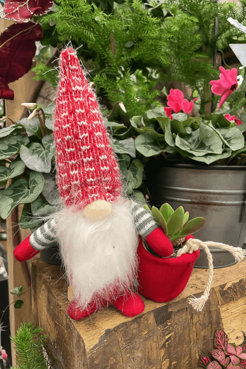 Festive Decorations & Lights