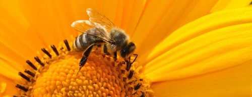 Make your garden a bee haven