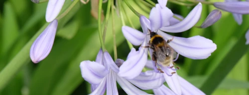 Planting bee-friendly flowers