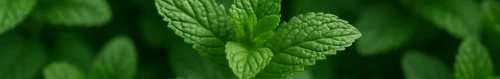 7 Plants That Repel Insects