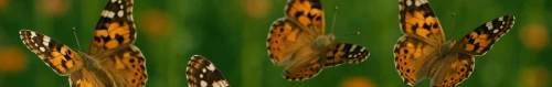 Bring in the Butterflies
