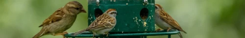 Encourage Winter Birds