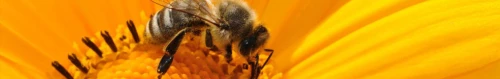 Get buzz around your garden