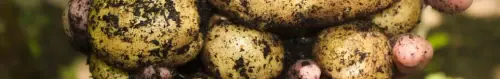 Growing Potatoes
