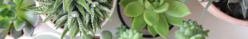Houseplants
