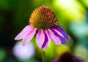 Echinacea