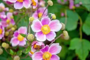 Japanese Anemones