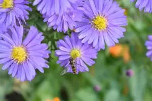 Michaelmas Daisies
