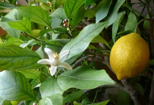 Plant of the Month – November 2024