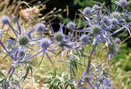 Fashionably late Perennials
