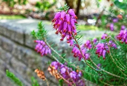Plant of the Month – January 2025