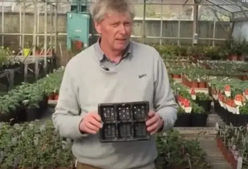 Grow bedding plants from seed