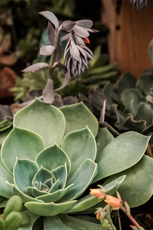 Succulent/Echeveria