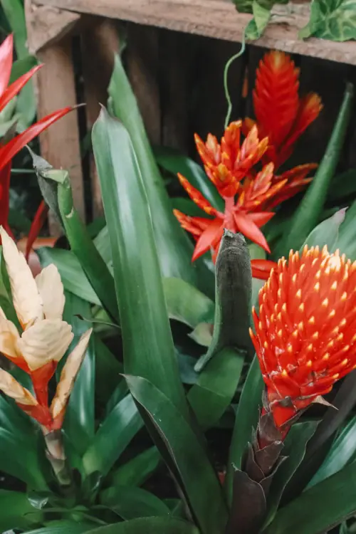 Bromeliads
