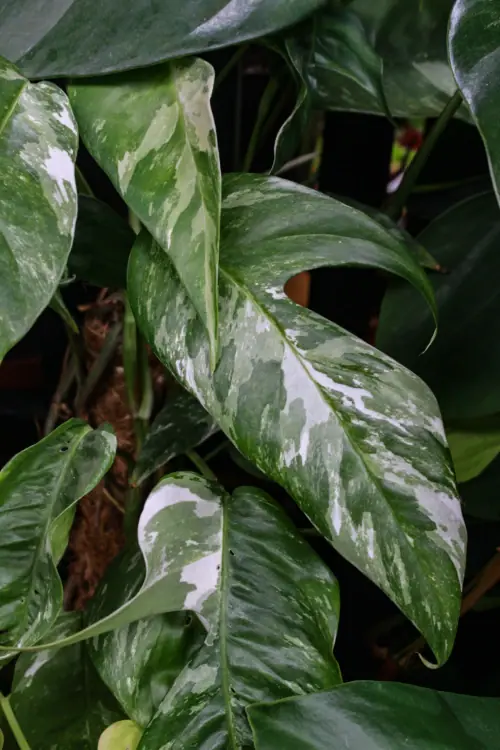 Variegated Monstera/Devil’s Ivy