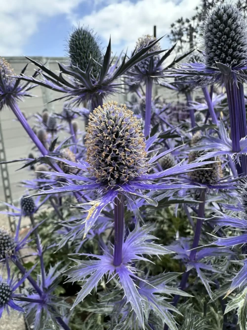 Beautiful Eryngium plants