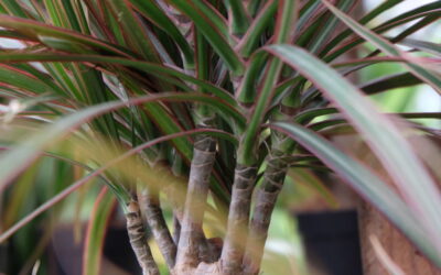 Plant of the Month – September 2019