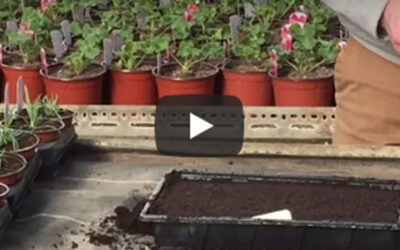Grow bedding plants from seed